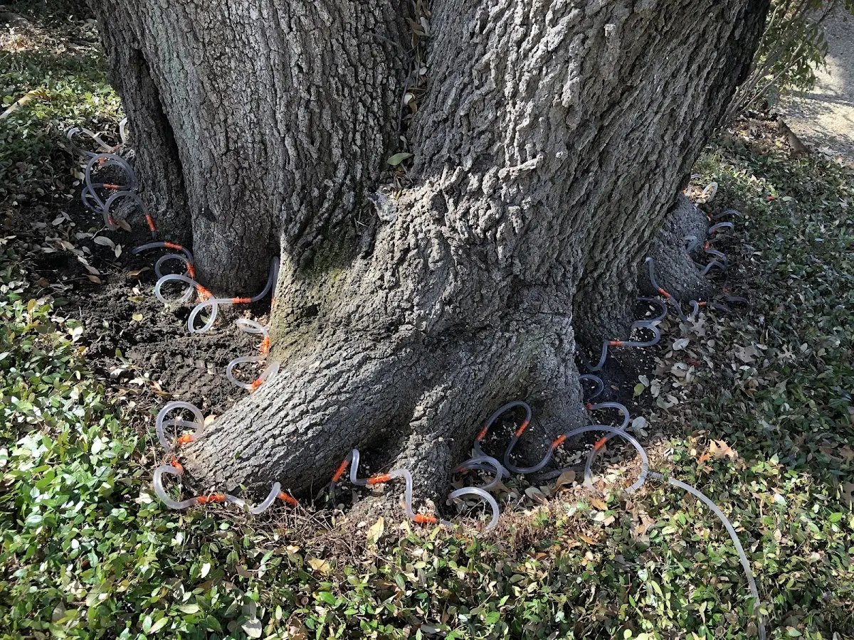 Detailed Tree Cabling and Bracing job site in Mc Leansville