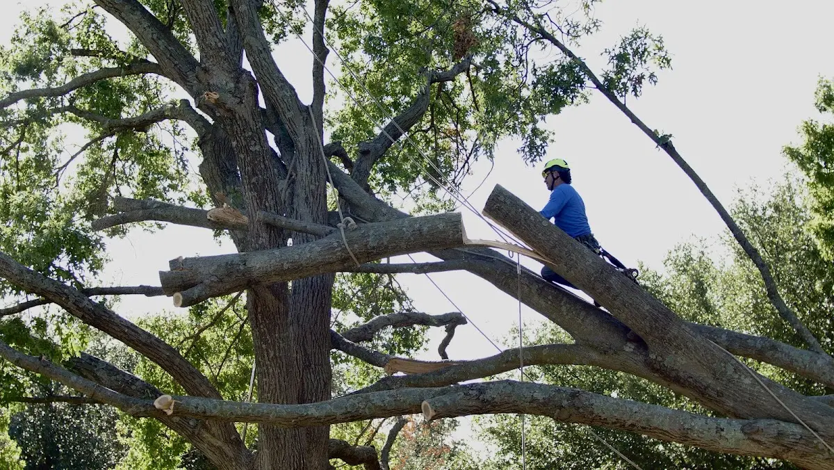 Professional Hazardous Tree Removal performed by certified arborists in Mc Leansville